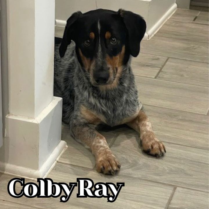 Colby Ray 2