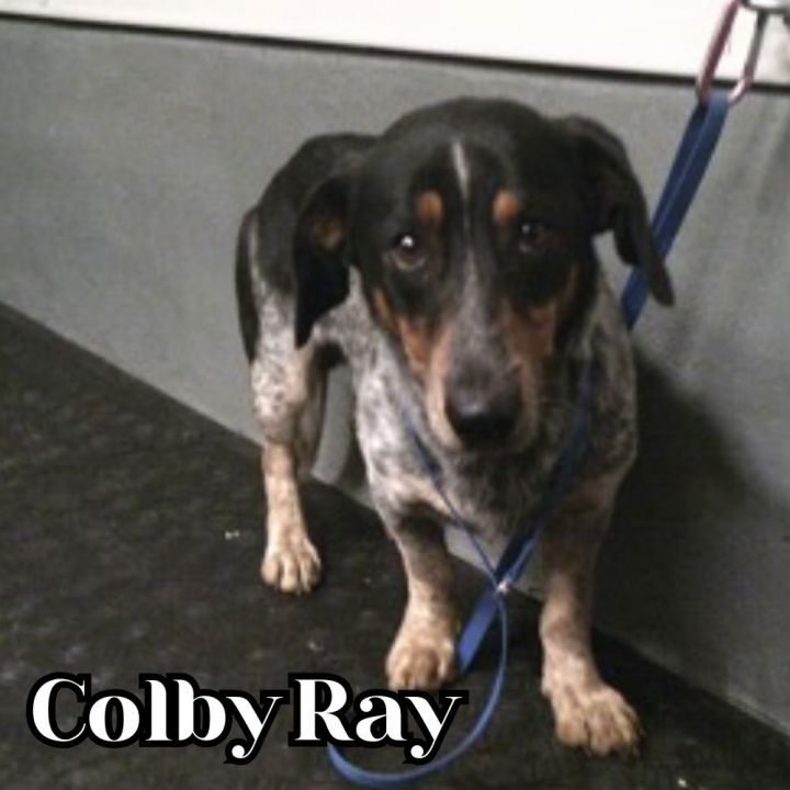 Colby Ray 3