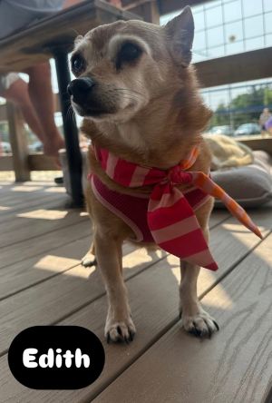 Edith, Senior Female Chihuahua