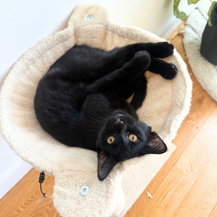 Frankie 2
