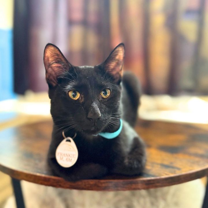 Frankie 3