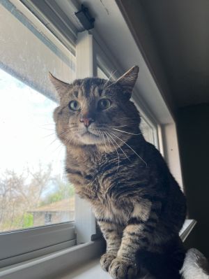 Baby Billy (FIV+)