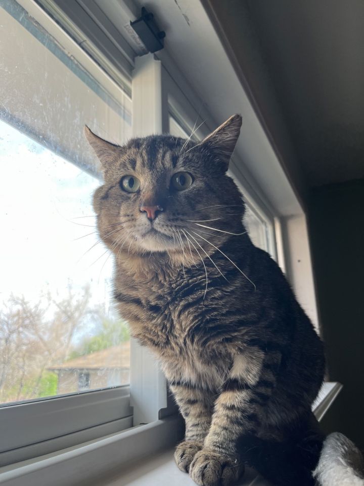 Baby Billy (FIV+) 1