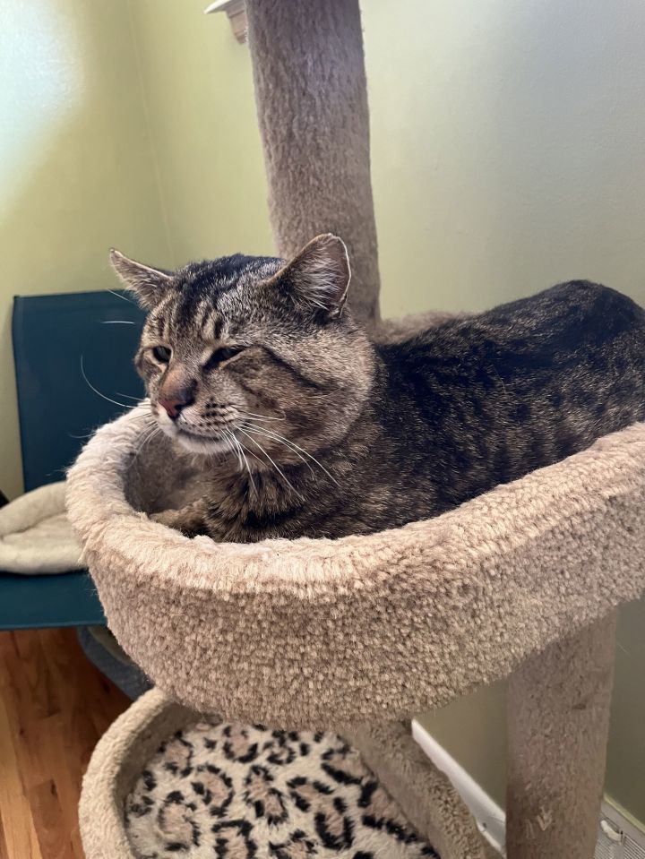 Baby Billy (FIV+) 2