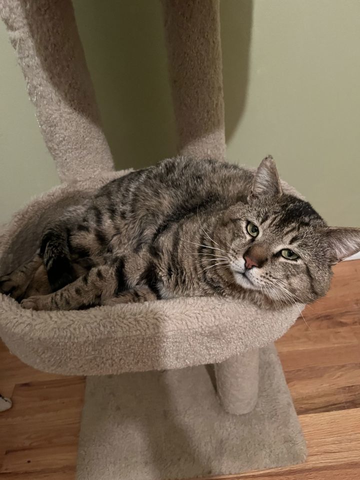 Baby Billy (FIV+) 3