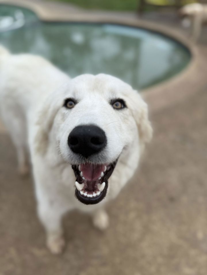 Zeus (Courtesy) 1