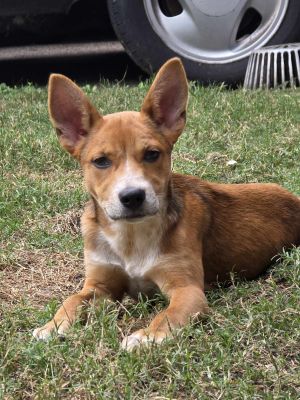 Buster (Courtesy)