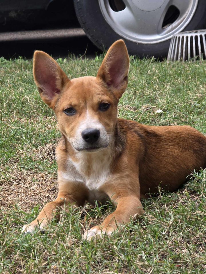Buster (Courtesy) 1