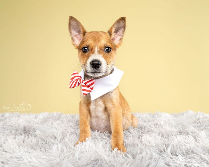 Buster (Courtesy) 2