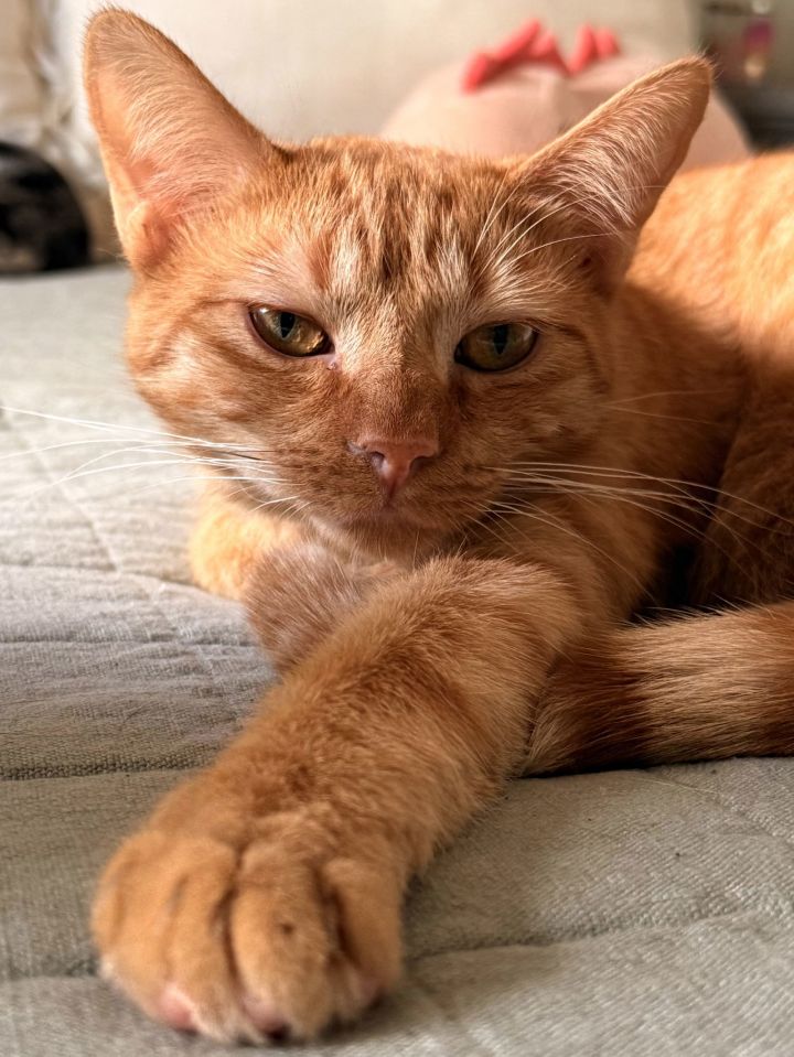Leo 1
