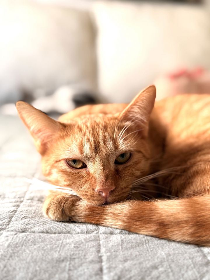 Leo 2