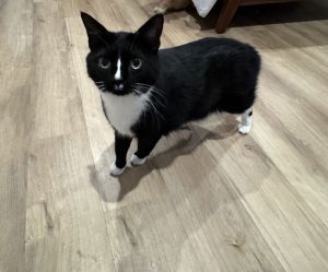 Chanho aka Mittens