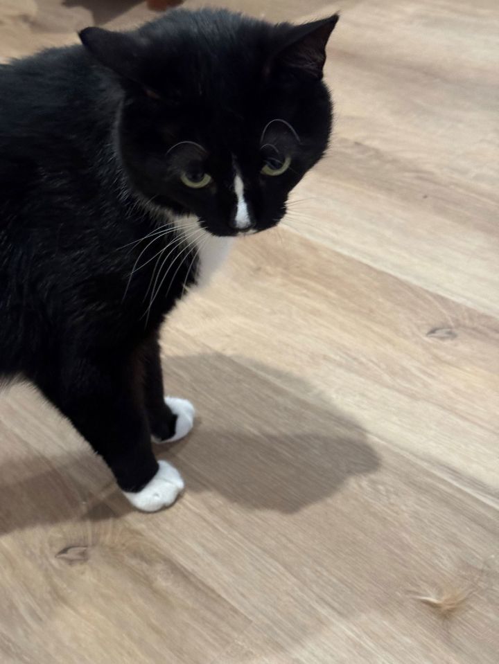 Chanho aka Mittens 2
