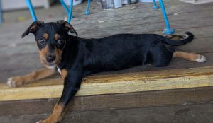 Gidget