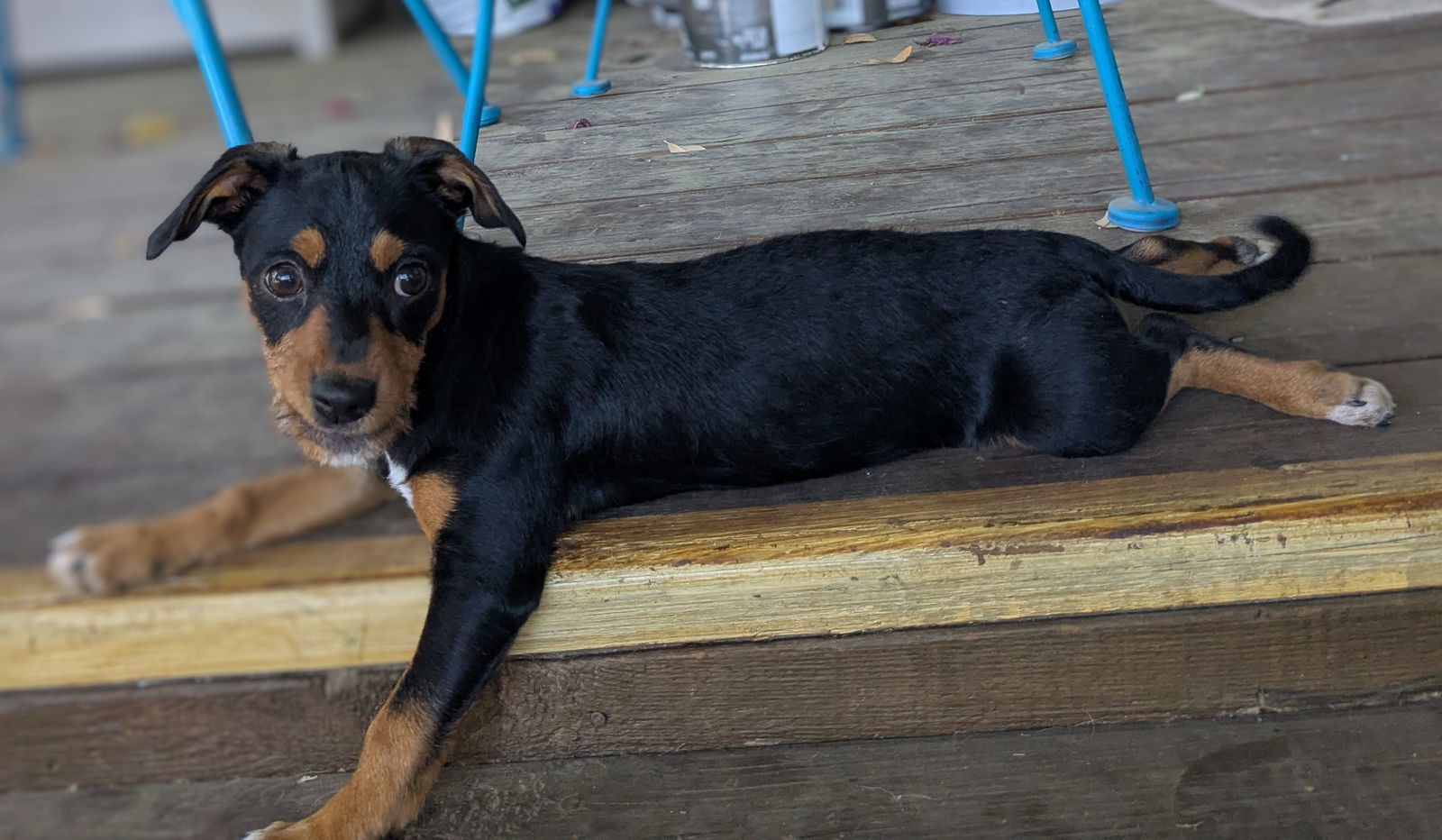 Gidget