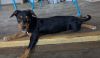 Gidget photo 1