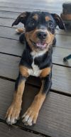 Gidget photo 2