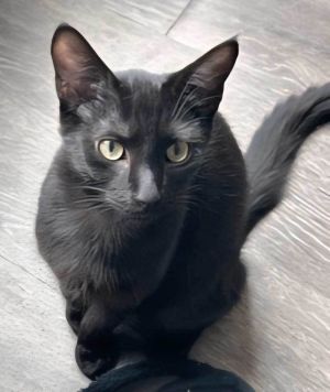 KITTEN SALEM
