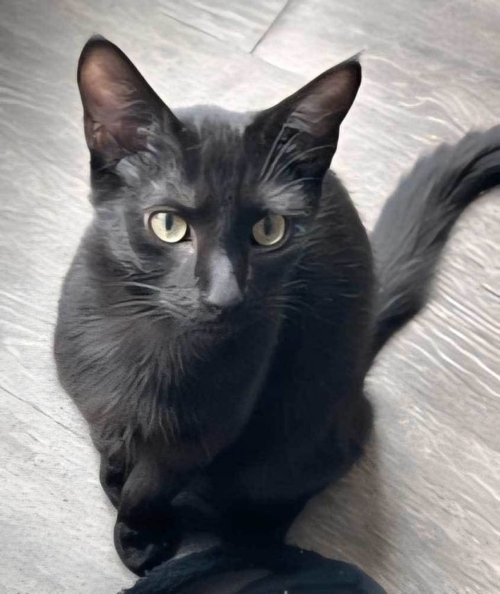 KITTEN SALEM 1
