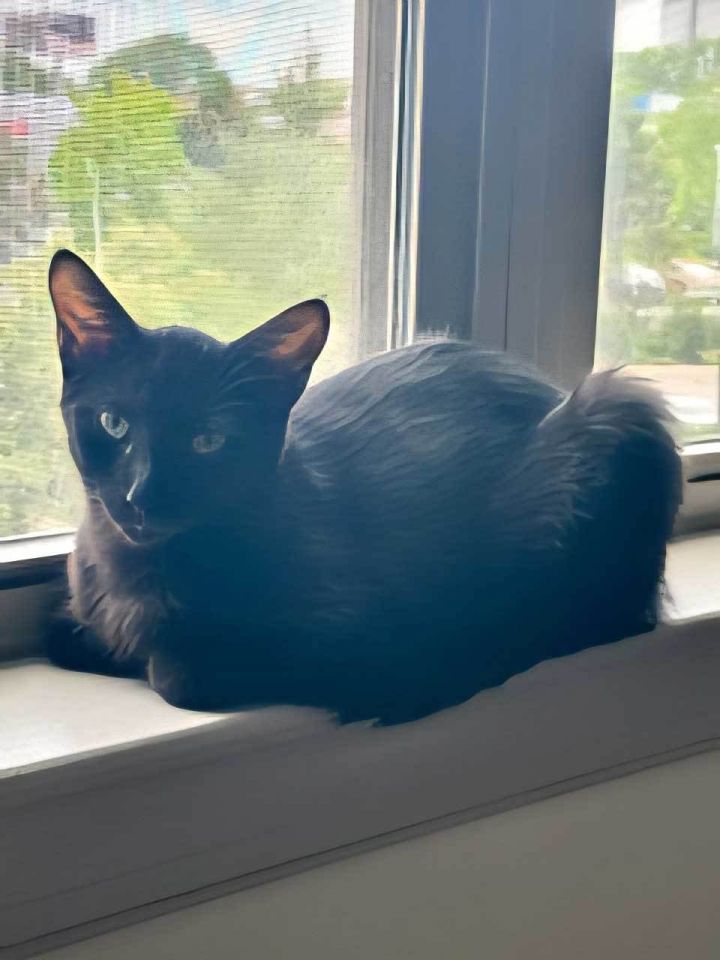 KITTEN SALEM 2