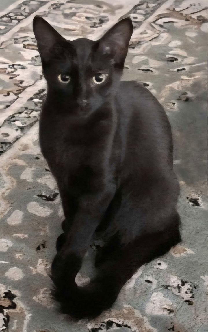 KITTEN SALEM 3