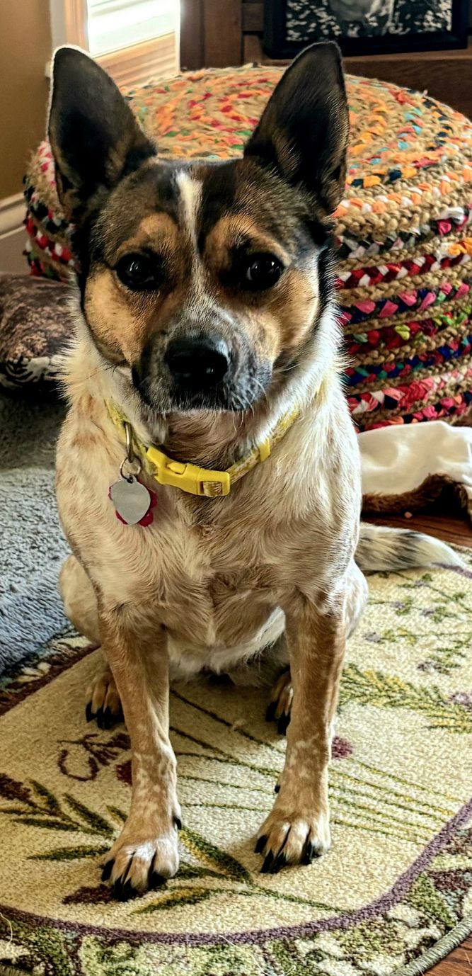 MAGGIE MAE