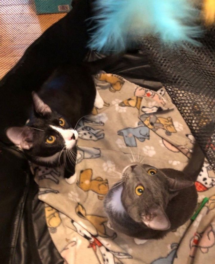 Billy (25-152) & Dusty (25-153) 1