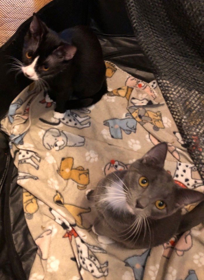 Billy (25-152) & Dusty (25-153) 2