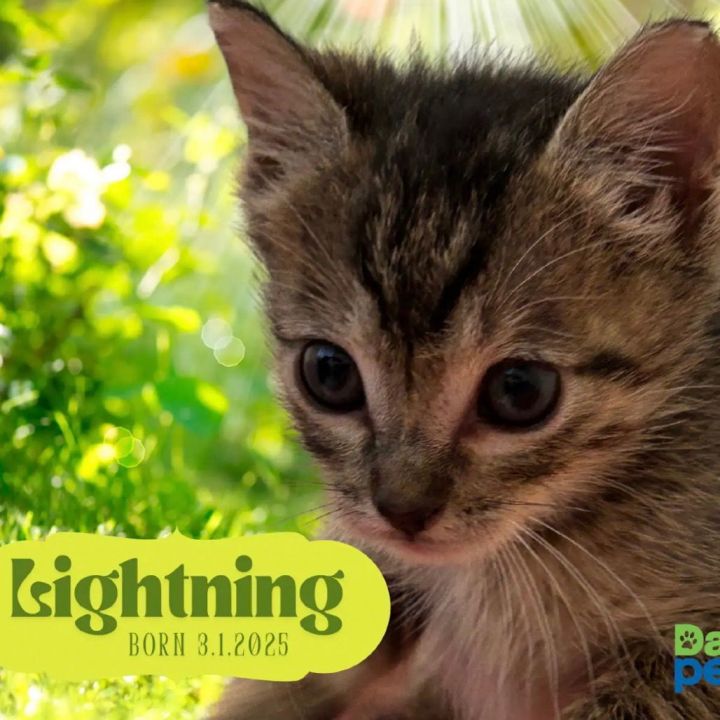 Lightning 3