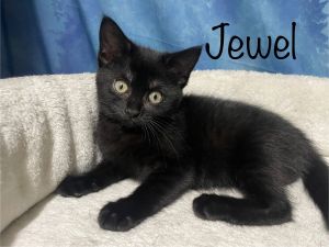 Jewel