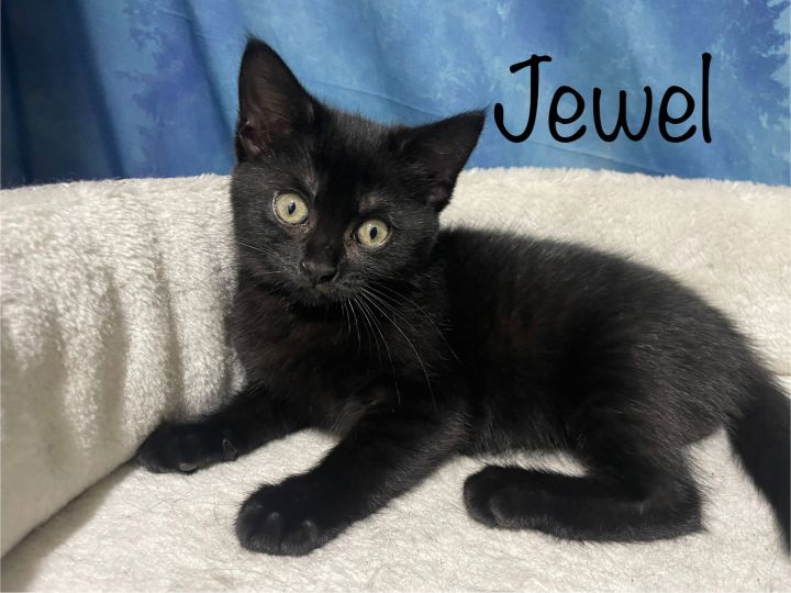 Jewel 1