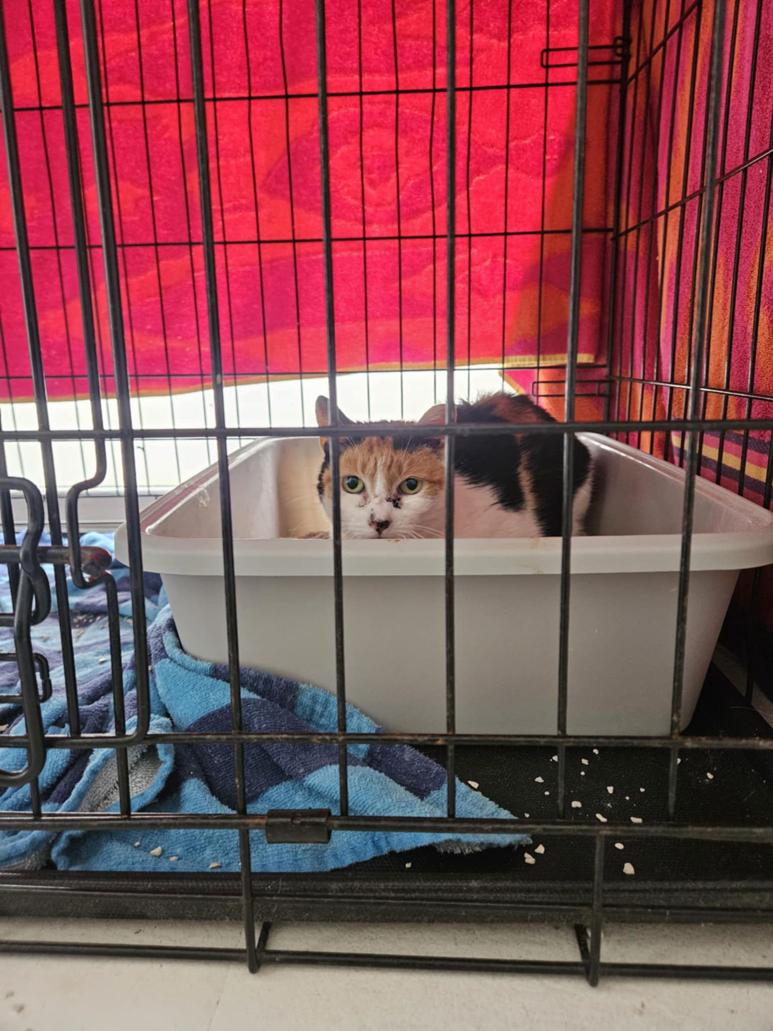 MIMI