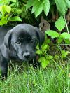 Ozzie