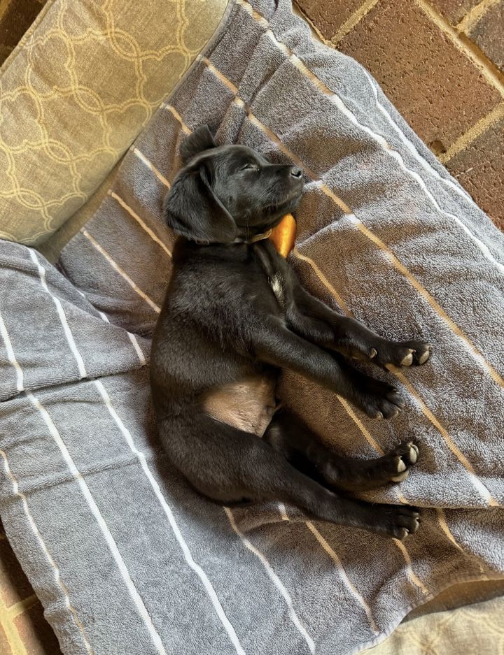 Freddie 2