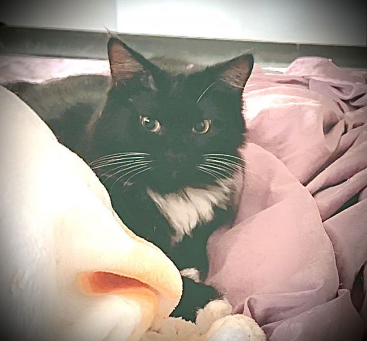 Theodore 1