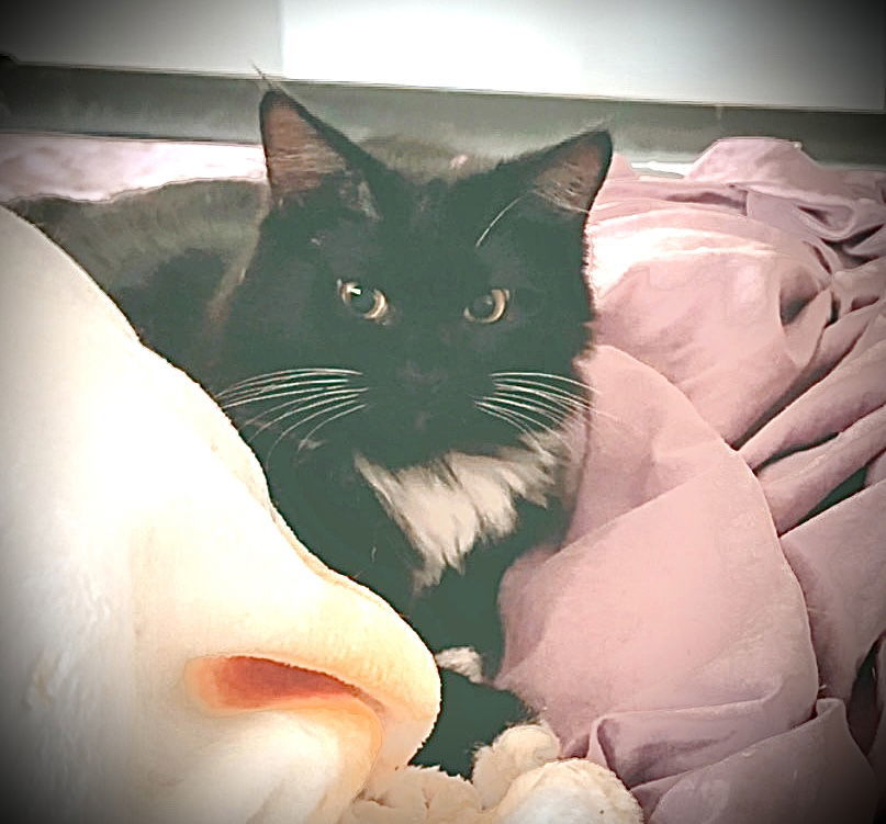 Theodore