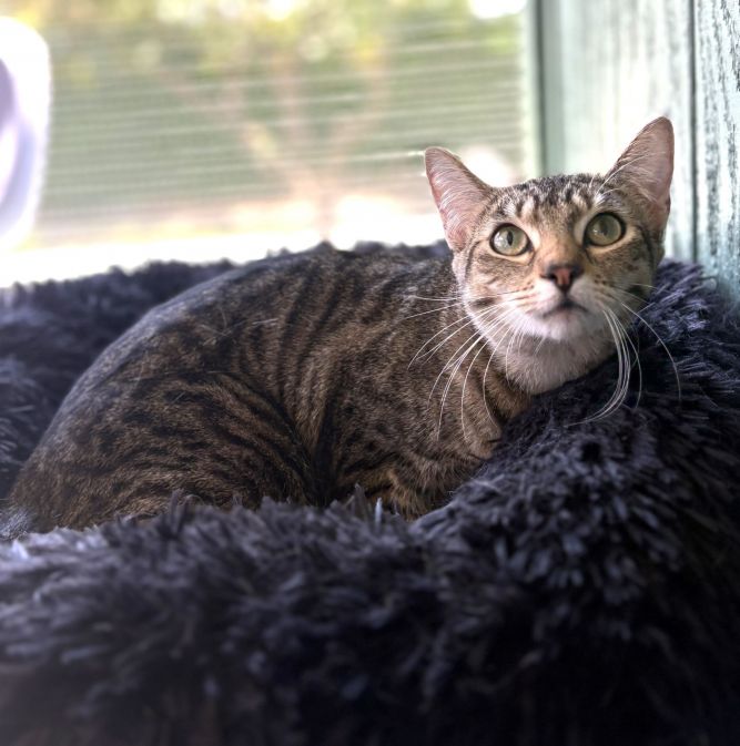 Tabitha