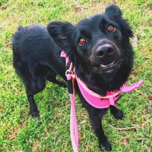Fran, an adoptable Border Collie, Mixed Breed in Hays, KS, 67601 | Photo Image 3