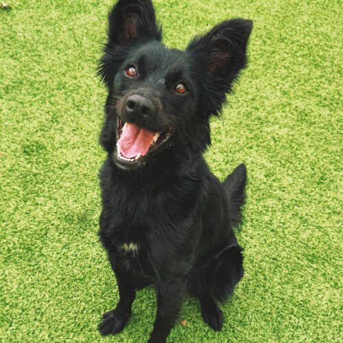 Fran, an adoptable Border Collie, Mixed Breed in Hays, KS, 67601 | Photo Image 4