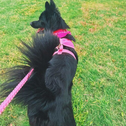 Fran, an adoptable Border Collie, Mixed Breed in Hays, KS, 67601 | Photo Image 5
