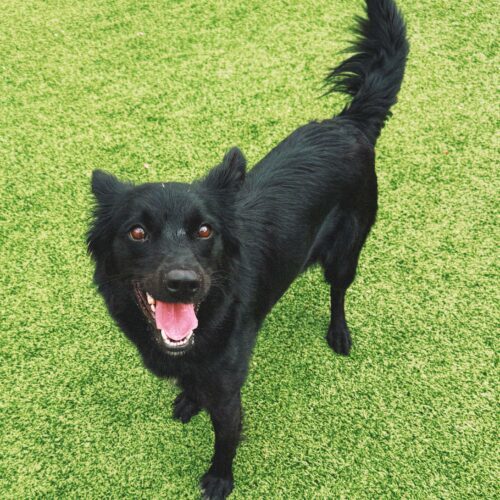 Fran, an adoptable Border Collie, Mixed Breed in Hays, KS, 67601 | Photo Image 6