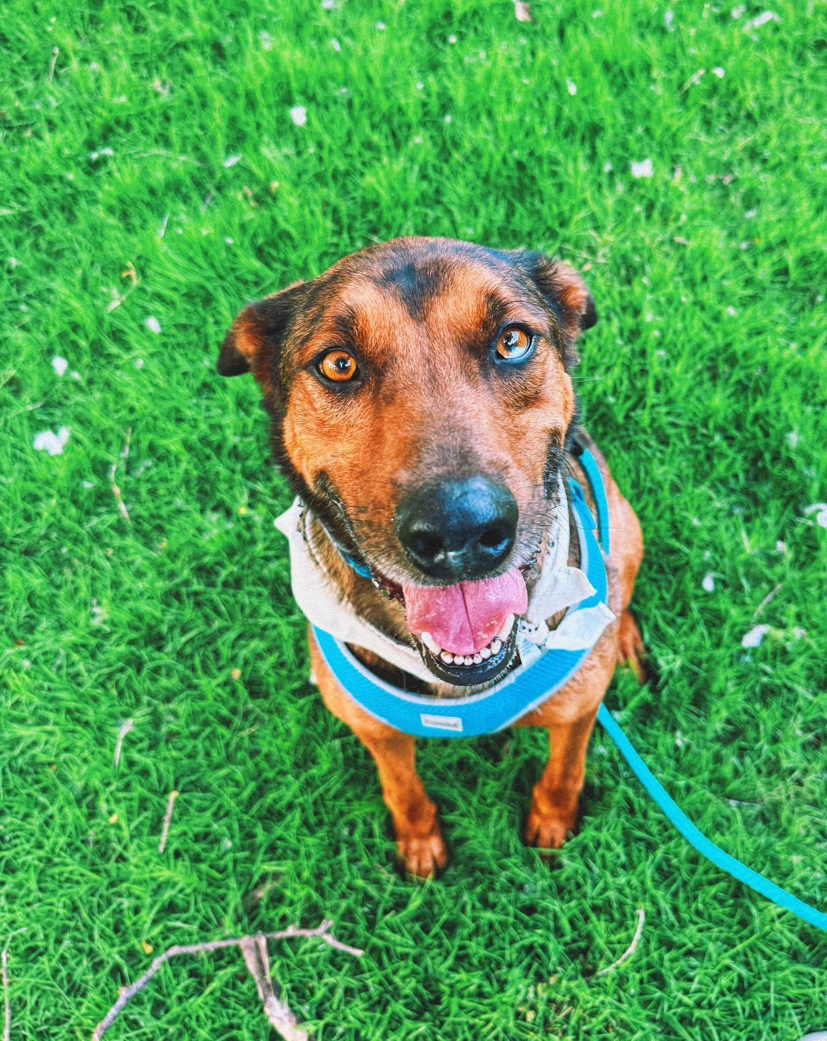 Marshall, an adoptable Catahoula Leopard Dog, Mixed Breed in Hays, KS, 67601 | Photo Image 1