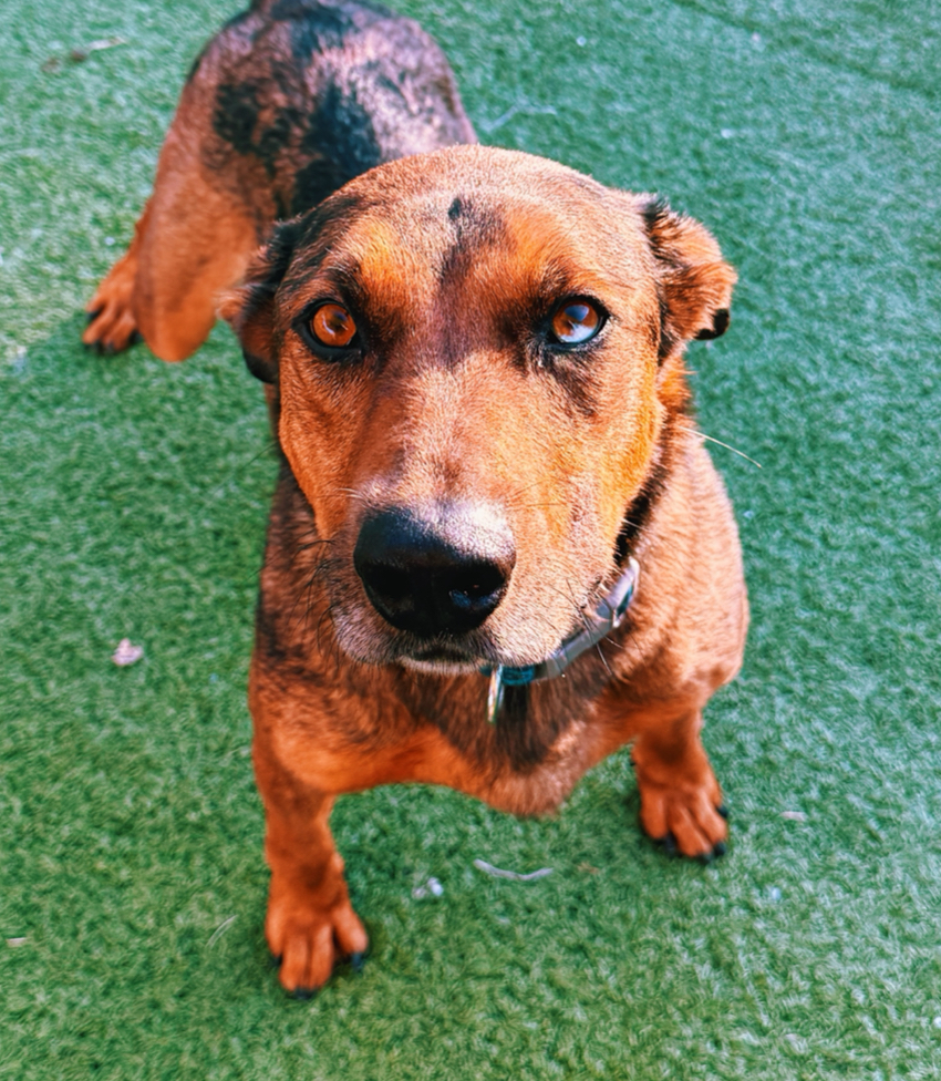 Marshall, an adoptable Catahoula Leopard Dog, Mixed Breed in Hays, KS, 67601 | Photo Image 1