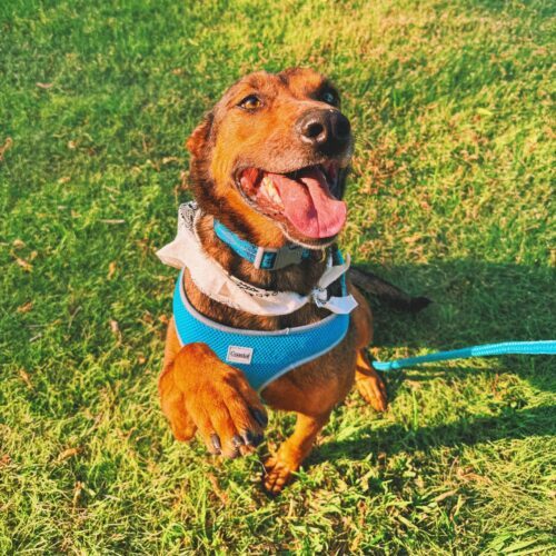 Marshall, an adoptable Catahoula Leopard Dog, Mixed Breed in Hays, KS, 67601 | Photo Image 2