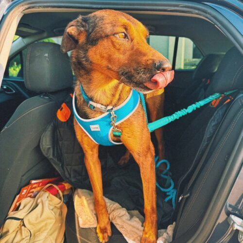 Marshall, an adoptable Catahoula Leopard Dog, Mixed Breed in Hays, KS, 67601 | Photo Image 4