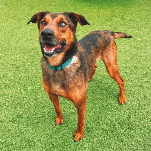 Marshall, an adoptable Catahoula Leopard Dog, Mixed Breed in Hays, KS, 67601 | Photo Image 5