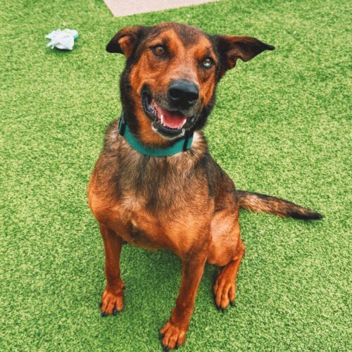 Marshall, an adoptable Catahoula Leopard Dog, Mixed Breed in Hays, KS, 67601 | Photo Image 6