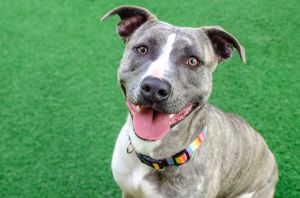 Hello all you wonderful people my name is Mika Im a spayed 1 year old Pit Bull mix that weighs