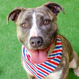 Hello all you wonderful people my name is Mika Im a spayed 1 year old Pit Bull mix that weighs