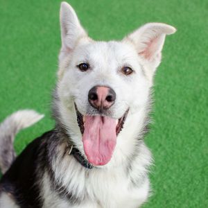 Hi there Im Jayce Im a 10 month old neutered male HuskeyShepherd mix that currently weighs 60
